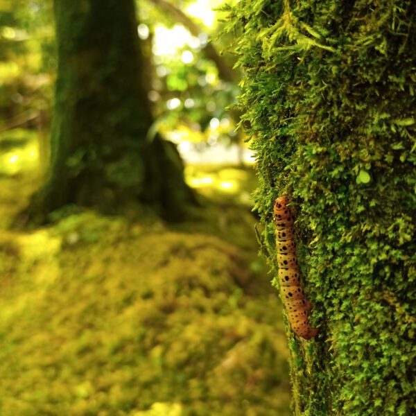 El templo Gioji: descubre el encanto del musgo en Arashiyama