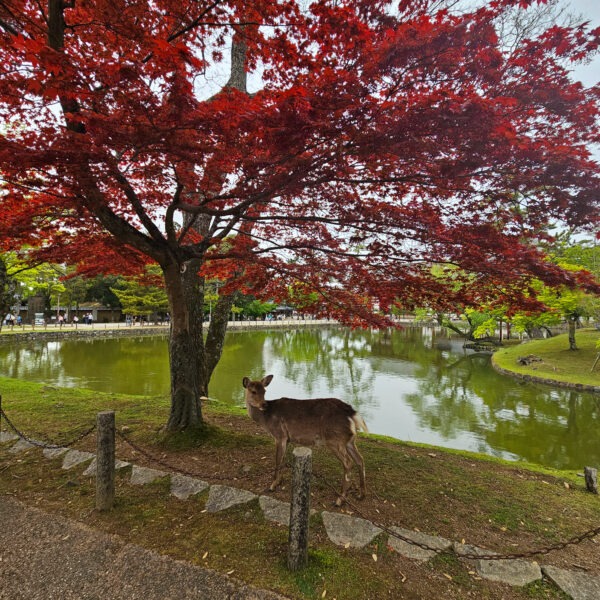 Nara: la antigua capital de Japón repleta de ciervos