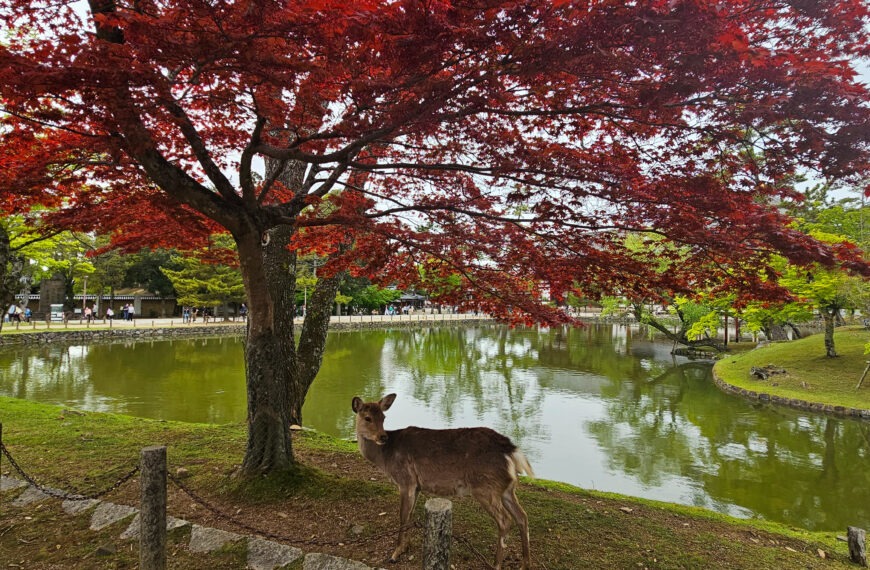 Nara: la antigua capital de Japón repleta de ciervos