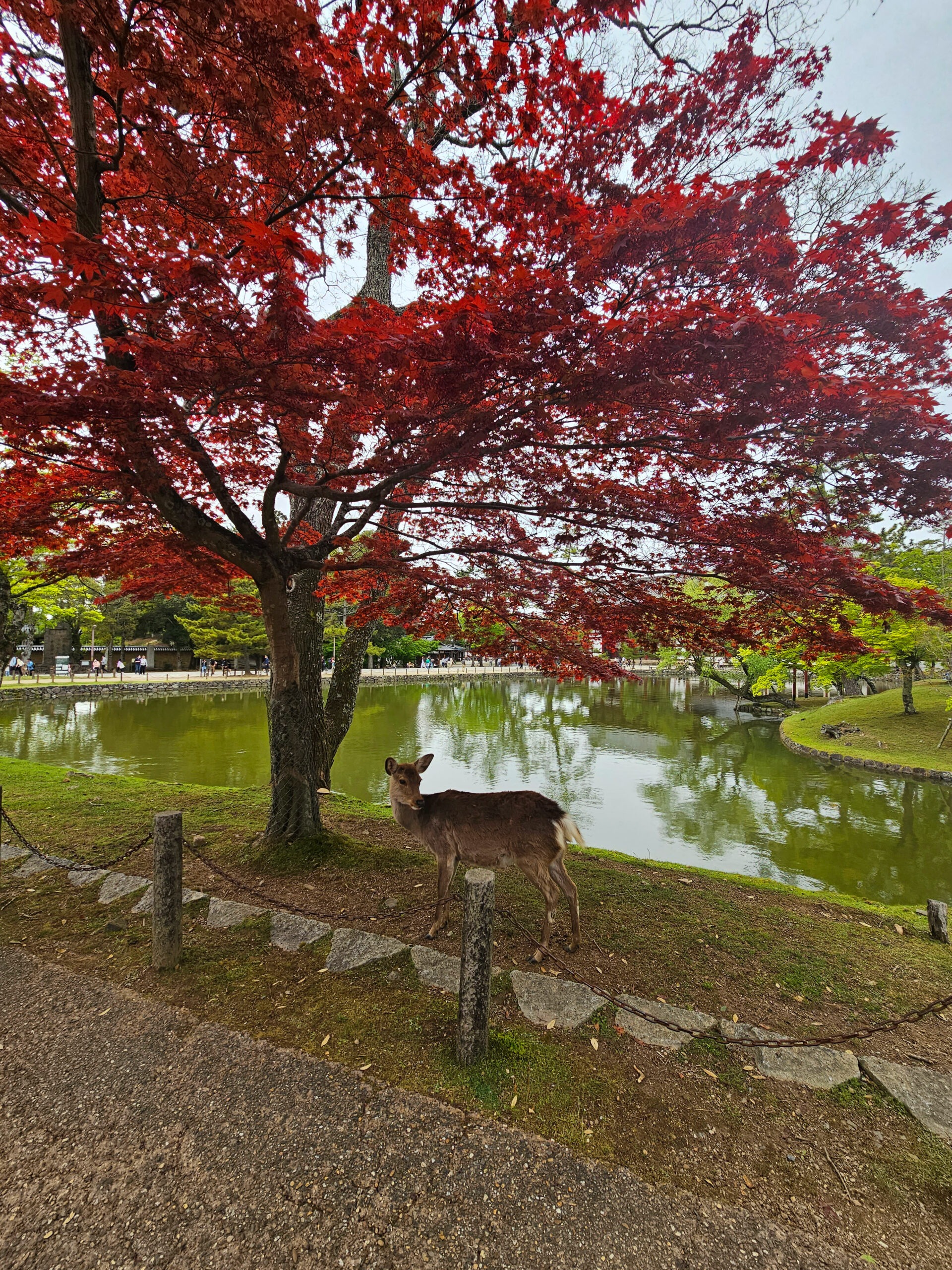 Alta Es La Vieja Font) Nombre De Ready-made 9 Takai (importado De Japón