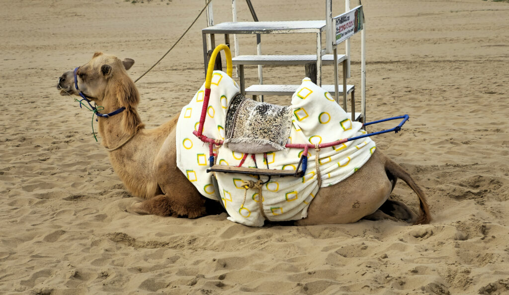 Camel Tottori